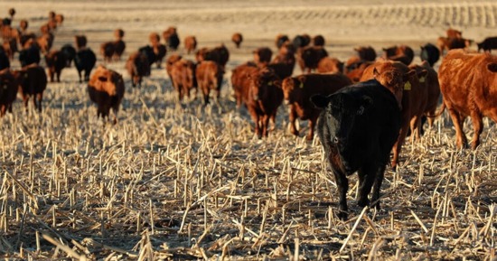 Fundamentals of Feeding the Cow webinar series returns in January