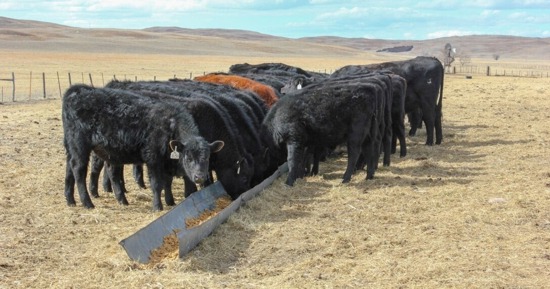 Winter stocker tour at Maddux Cattle Company set for Jan. 21