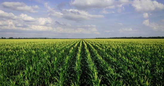 Nebraska Corn Board Seeks Candidates for Vacancies