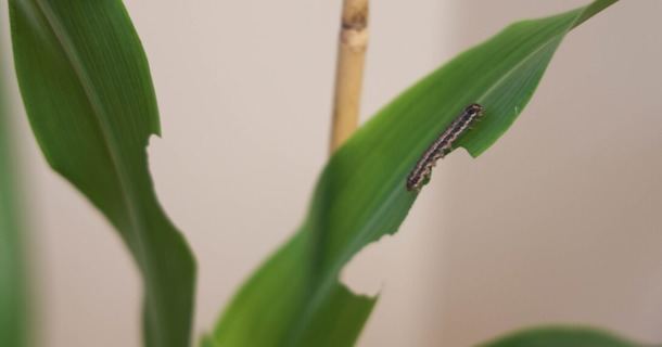 Sorghum leaves show feeding damage from fall armyworms in Joe Louis’ entomology lab. Once the creatures begin feeding on plant stems or leaves, ag producers typically lose at least a quarter of their crop. (Emma Saathoff/IANR Media)