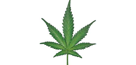 Mariajuna Leaf